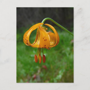 Cartão Postal Flor Lily Laranja Selvagem
