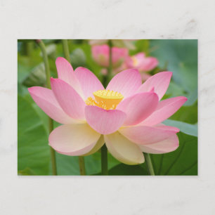 Cartão Postal Flor Lotus em Bloom (Nelumbo nucifera)
