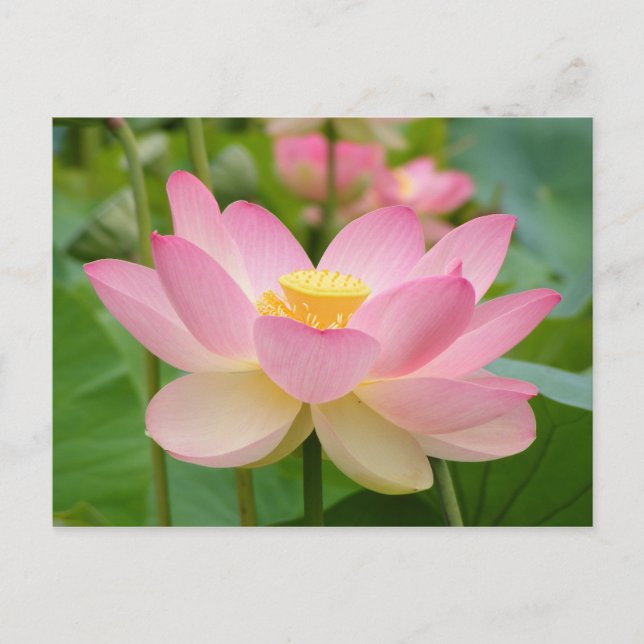 Cartão Postal Flor Lotus em Bloom (Nelumbo nucifera) (Frente)