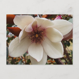 Cartão Postal Flor Magnolia