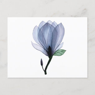 Cartão Postal Flor Magnolia