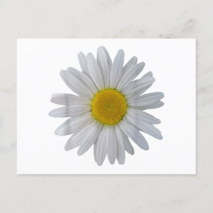 Cartão Postal Flor margarida branca, margarida florescente, flor
