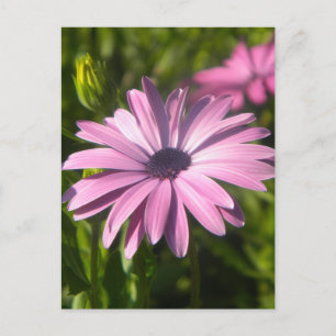 Cartão Postal Flor Margarida Rosa