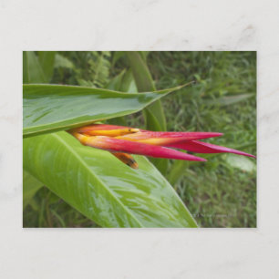 Cartão Postal Flor, Maui, Havaí, EUA 2