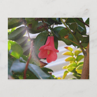 Cartão Postal Flor Nacional do Chile