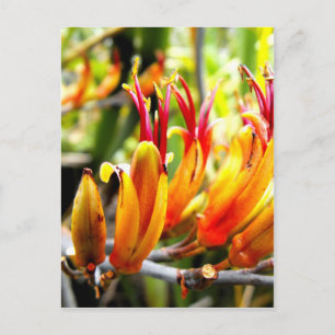 Cartão Postal Flor Nova Zelândia