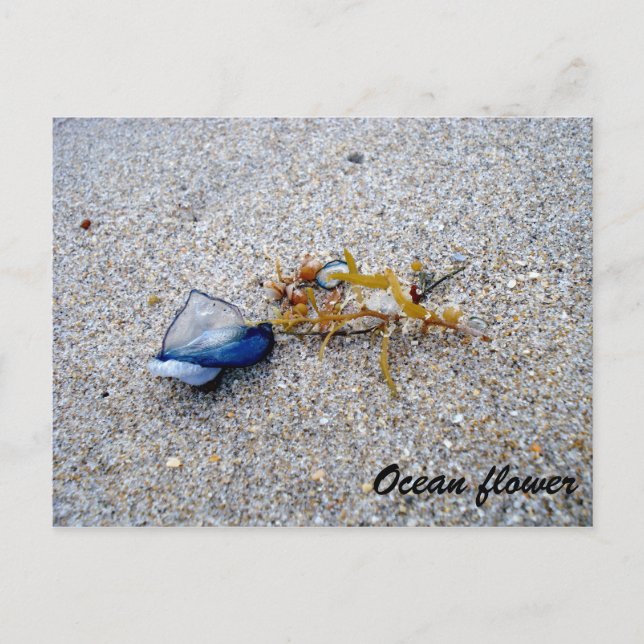 Cartão Postal Flor oceânica (Frente)