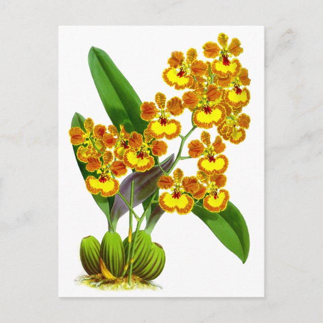 Cartão Postal Flor Orquídea Amarela Vintage (Frente)