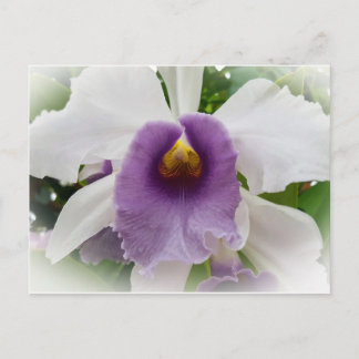 Cartão Postal Flor Orquídea Branca de Cattleya