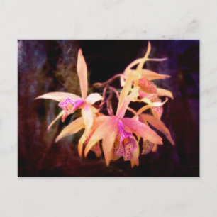 Cartão Postal Flor - Orquídea - Laelia - Paixão à Meia-Noite