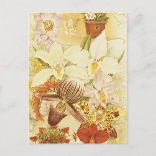 Cartão Postal Flor Orquídea Vintage Blossomas Anticorais