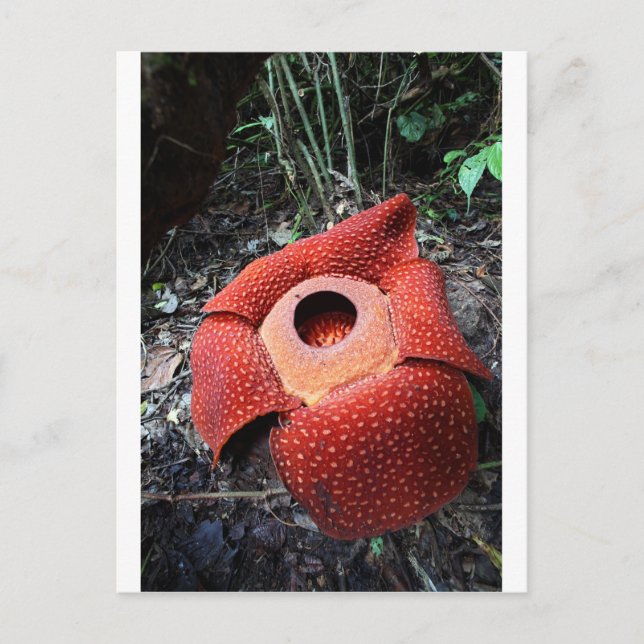 Cartão Postal Flor parasita Rafflesia (Frente)