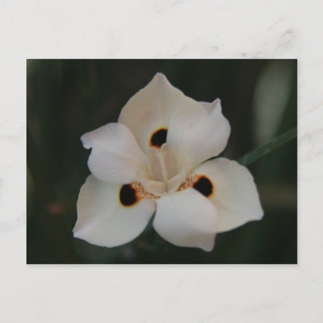 Cartão Postal flor pequena (Frente)