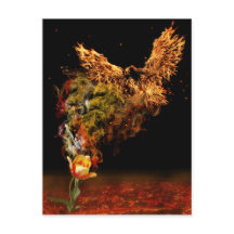 Flor Phoenix