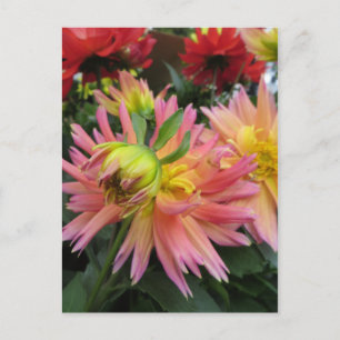 Cartão Postal Flor Pink em Flor