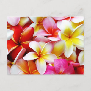 Cartão Postal Flor Plumeria Frangipani Hawaii Personalizado