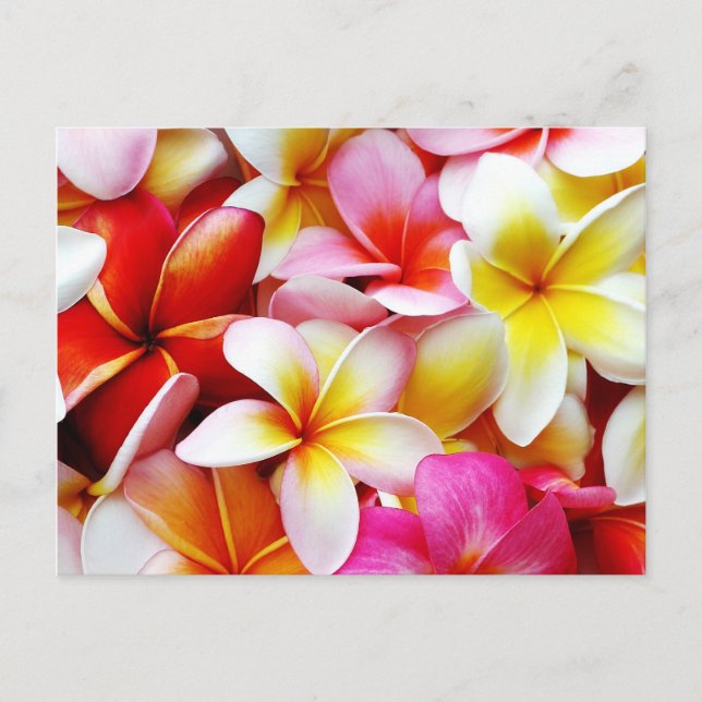 Cartão Postal Flor Plumeria Frangipani Hawaii Personalizado (Frente)