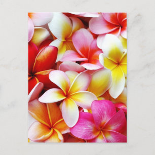 Cartão Postal Flor Plumeria Frangipani Hawaii Personalizado