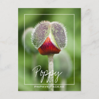 Cartão Postal Flor Poppy Da Família Papaveraceae