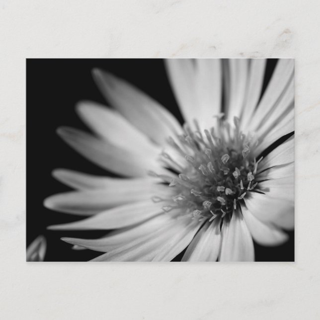 Cartão Postal Flor Preto e Branco (Frente)