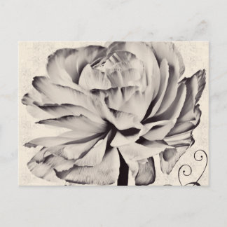 Cartão Postal Flor Ranúcula Branca Fundo Preto