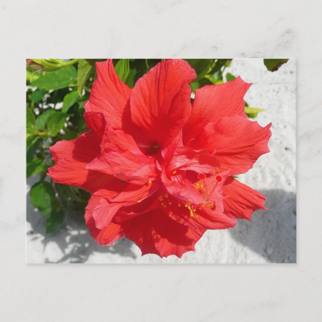 Cartão Postal Flor Red Double Hibiscus (Frente)