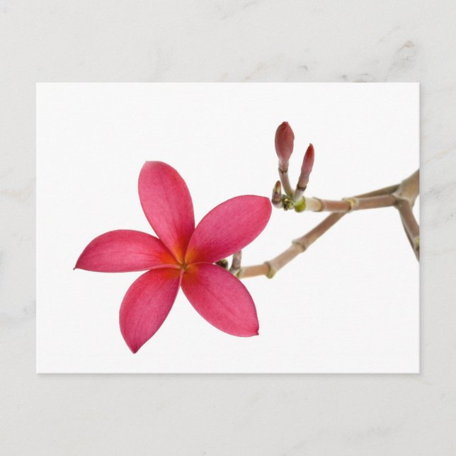 Cartão Postal Flor Red Frangipani (Frente)