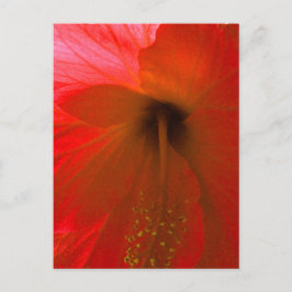 Cartão Postal Flor Red Hibiscus