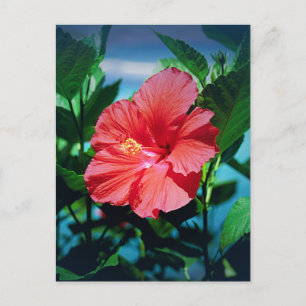 Cartão Postal Flor Red Hibiscus