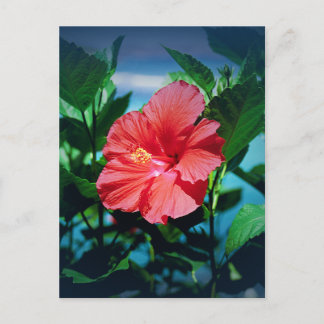 Cartão Postal Flor Red Hibiscus