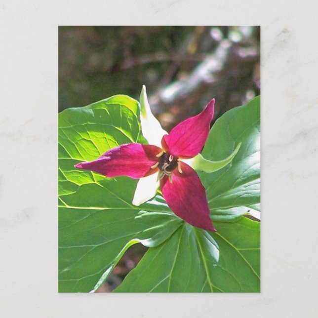 Cartão Postal Flor Red Trillium (Frente)