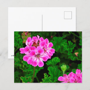 Cartão Postal Flor rosa