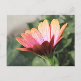 Cartão Postal Flor rosa