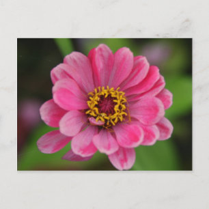 Cartão Postal flor rosa