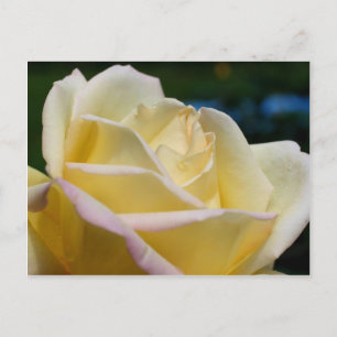 Cartão Postal Flor Rosa Amarelo-Pálido