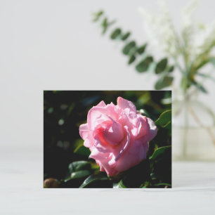 Cartão Postal Flor Rosa Camellia