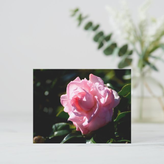 Cartão Postal Flor Rosa Camellia (Em pé/Frente)
