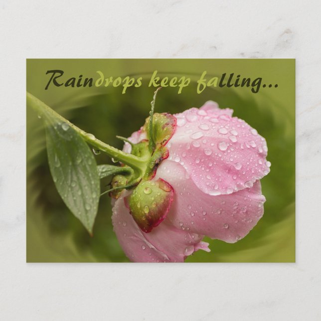 Cartão Postal Flor rosa de pénia com gotas de chuva brilhantes C (Frente)