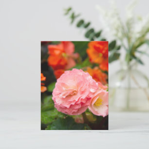 Cartão Postal Flor rosa delicada após a chuva