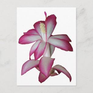 Cartão Postal Flor rosa e branca Cactus, floração suculenta