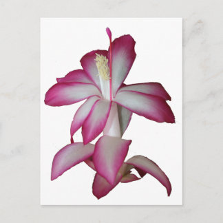 Cartão Postal Flor rosa e branca Cactus, floração suculenta