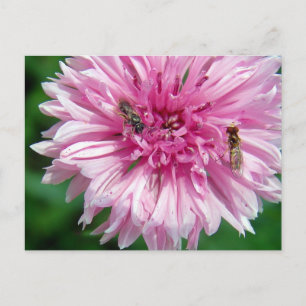 Cartão Postal Flor rosa e Insetos