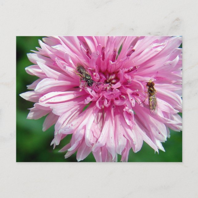 Cartão Postal Flor rosa e Insetos (Frente)