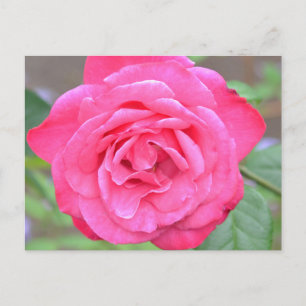 Cartão Postal Flor rosa no sol