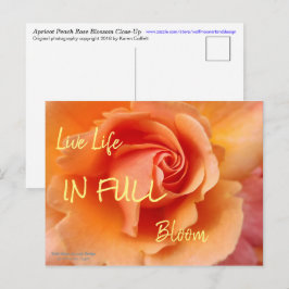Cartão Postal Flor rosa / Pêssego Apricot / Foto de fechamento