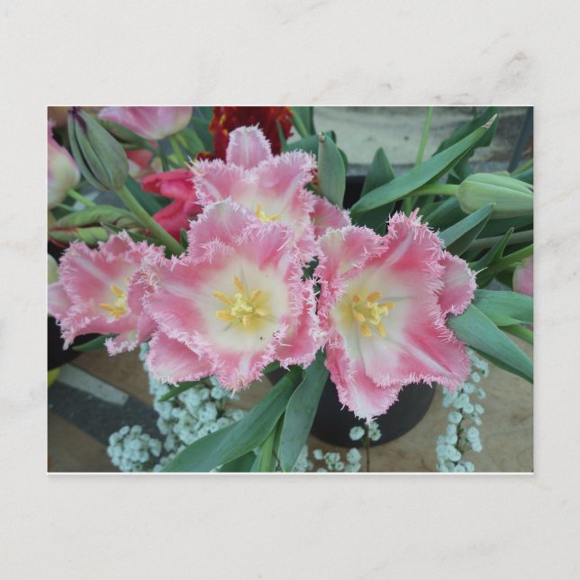 Cartão Postal Flor rosa-picante (Frente)