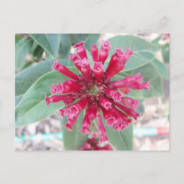 Cartão Postal Flor rosa profundo (Frente)