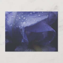 Cartão Postal Flor Rosa púrpura