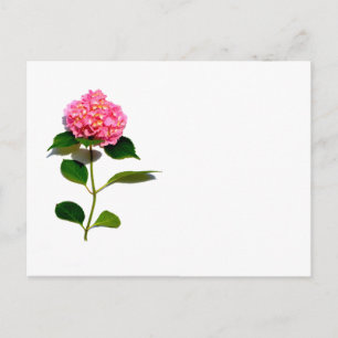 Cartão Postal Flor rosa-rosa-rosa-hidrangea-rosa