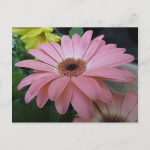Cartão Postal Flor Rosa Única